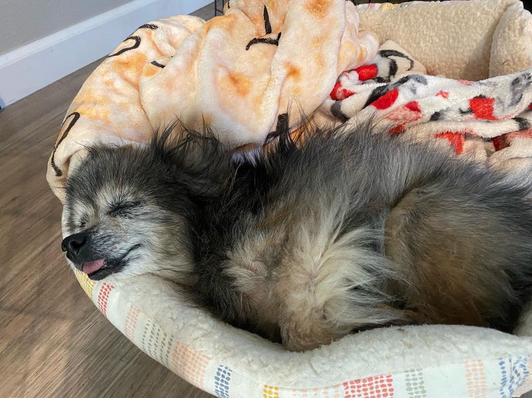 perro de refugio durmiendo