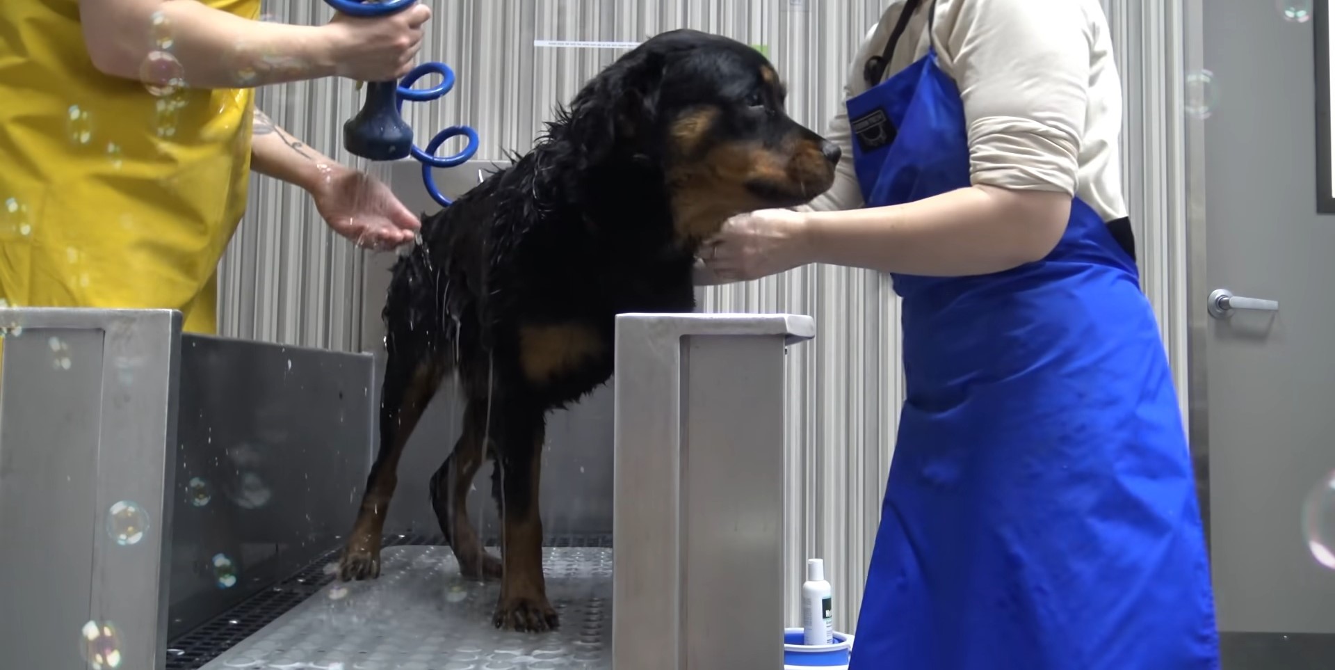 trabajadores del refugio lavando rottweilers