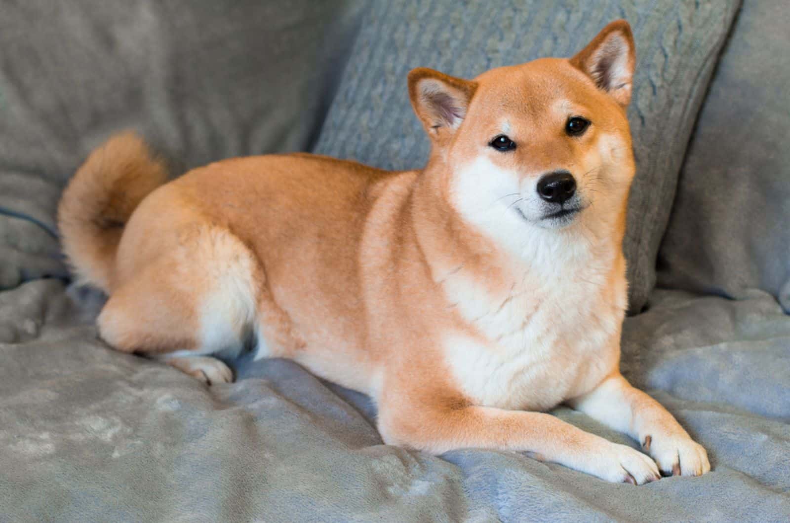 perro shiba inu tumbado en el sofá