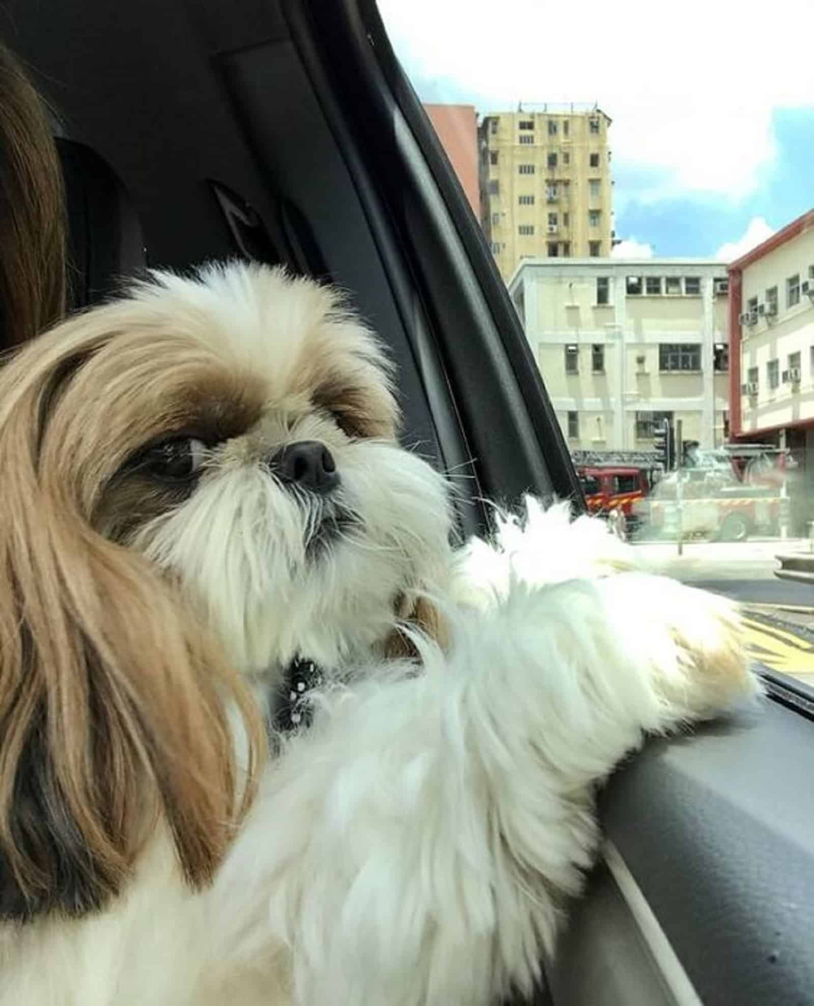shih tzu en el coche