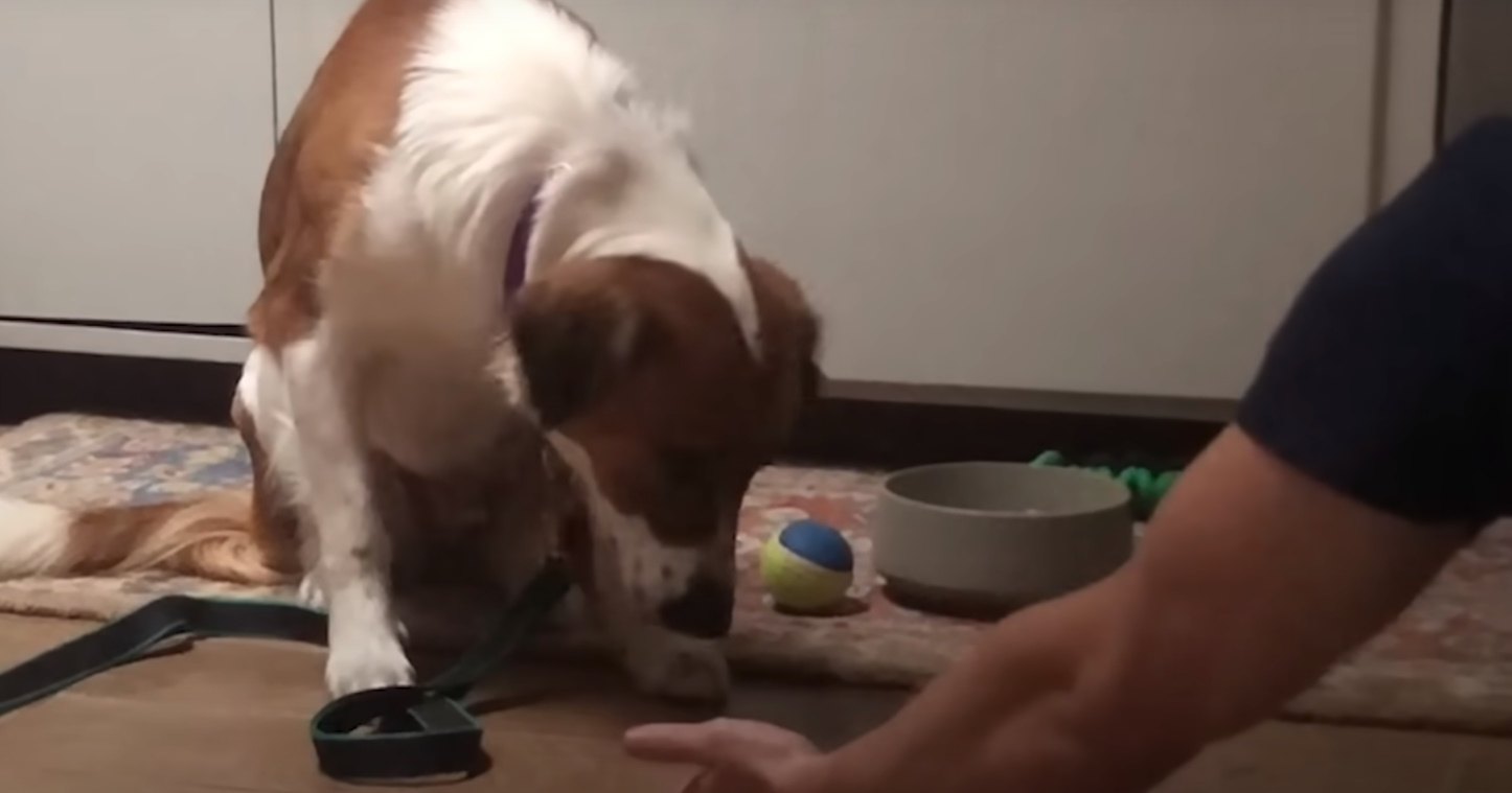 perro tímido y chico