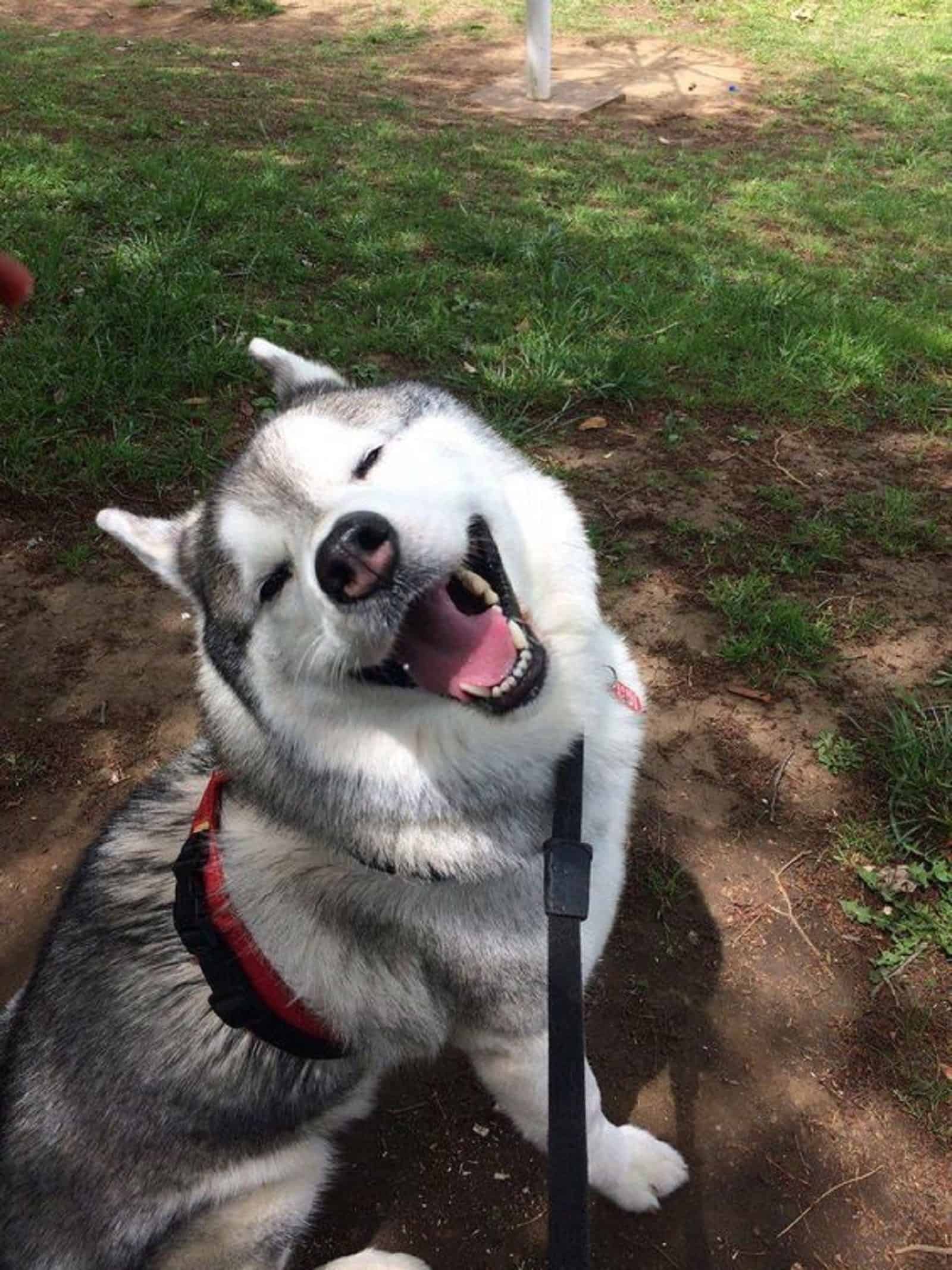husky siberiano en el parque