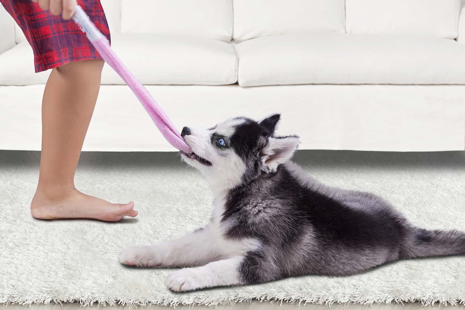 cachorro de husky siberiano mordiendo un calcetín y jugando con un niño