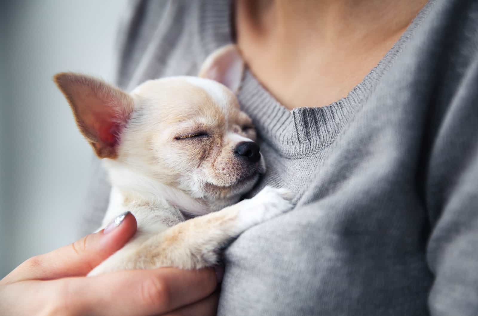 pequeño chihuahua descansando en el pecho de su dueño