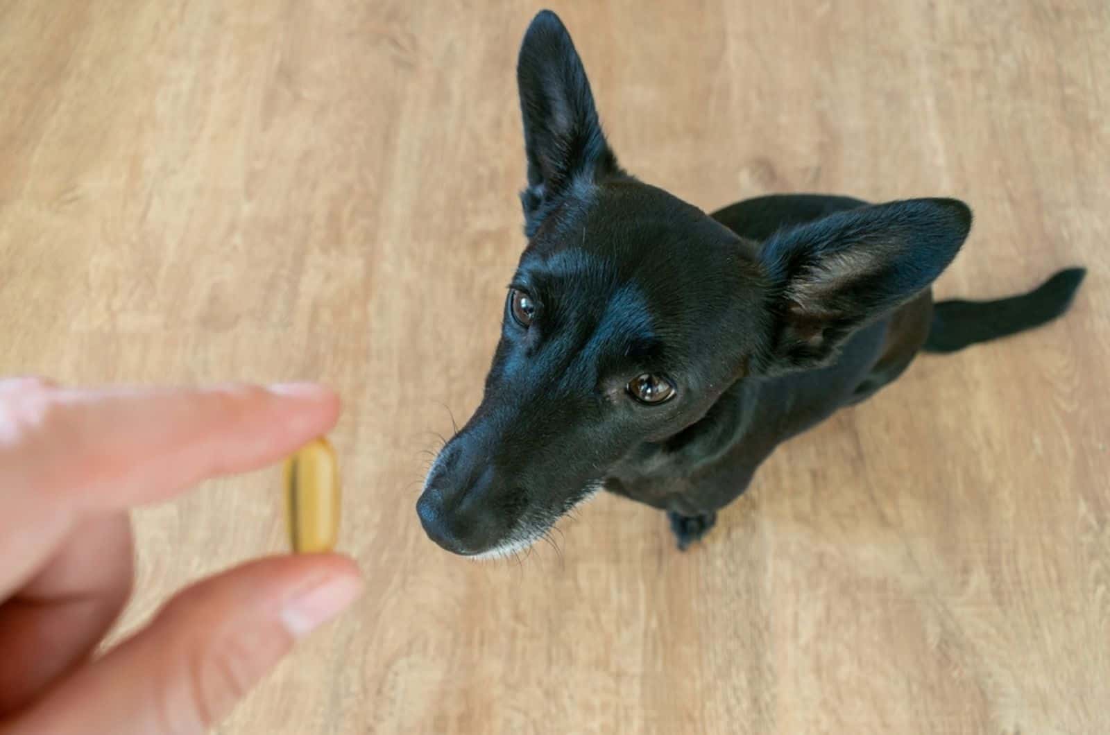 perro pequeño mirando una píldora de omega 3 de aceite de pescado en la mano de su dueño