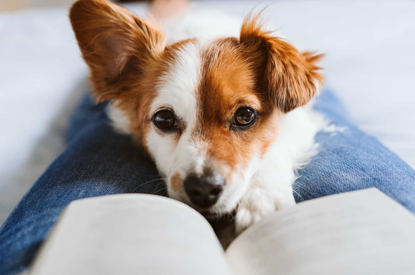 perrito sentado en el regazo del dueño