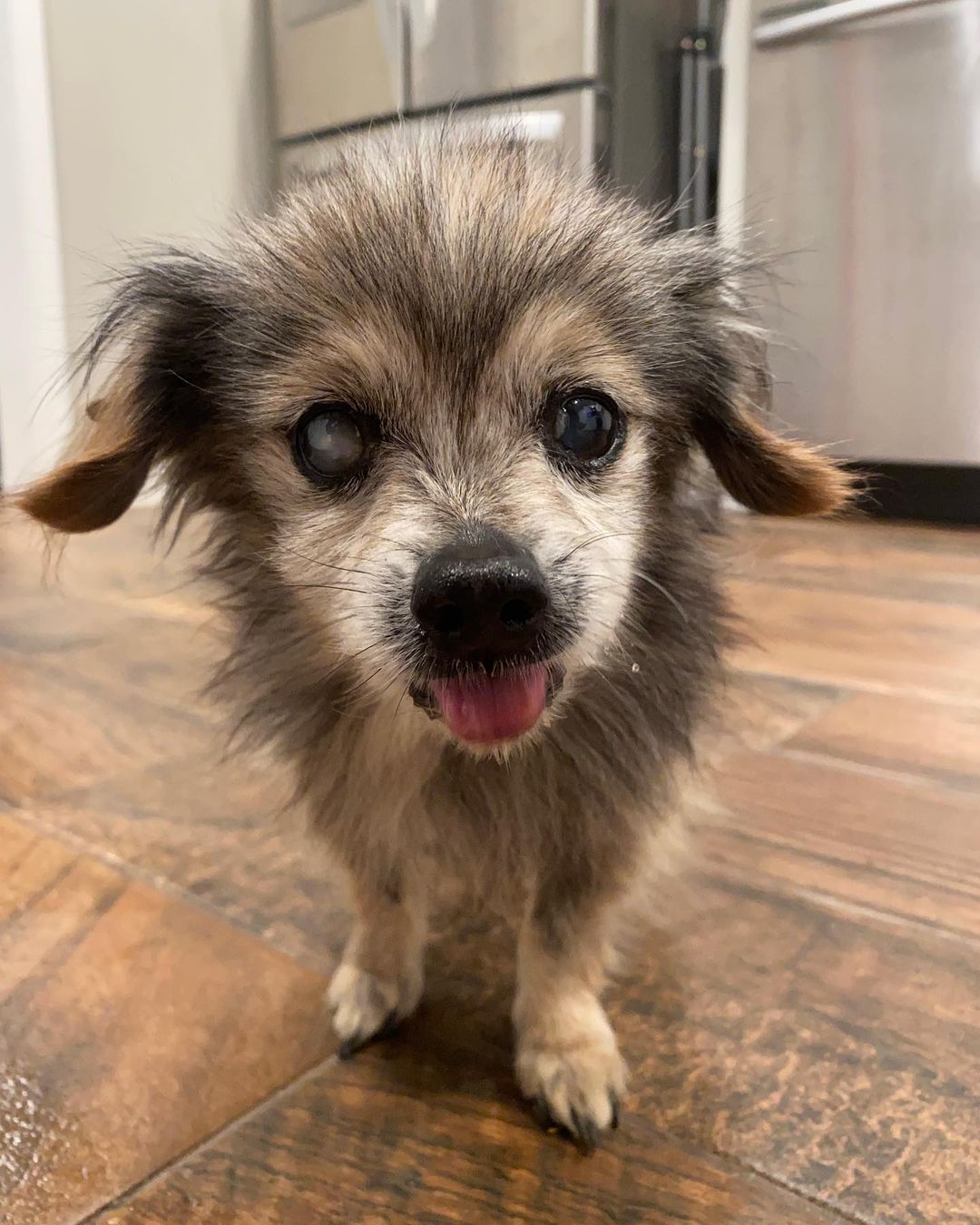 pequeño perro anciano en interiores