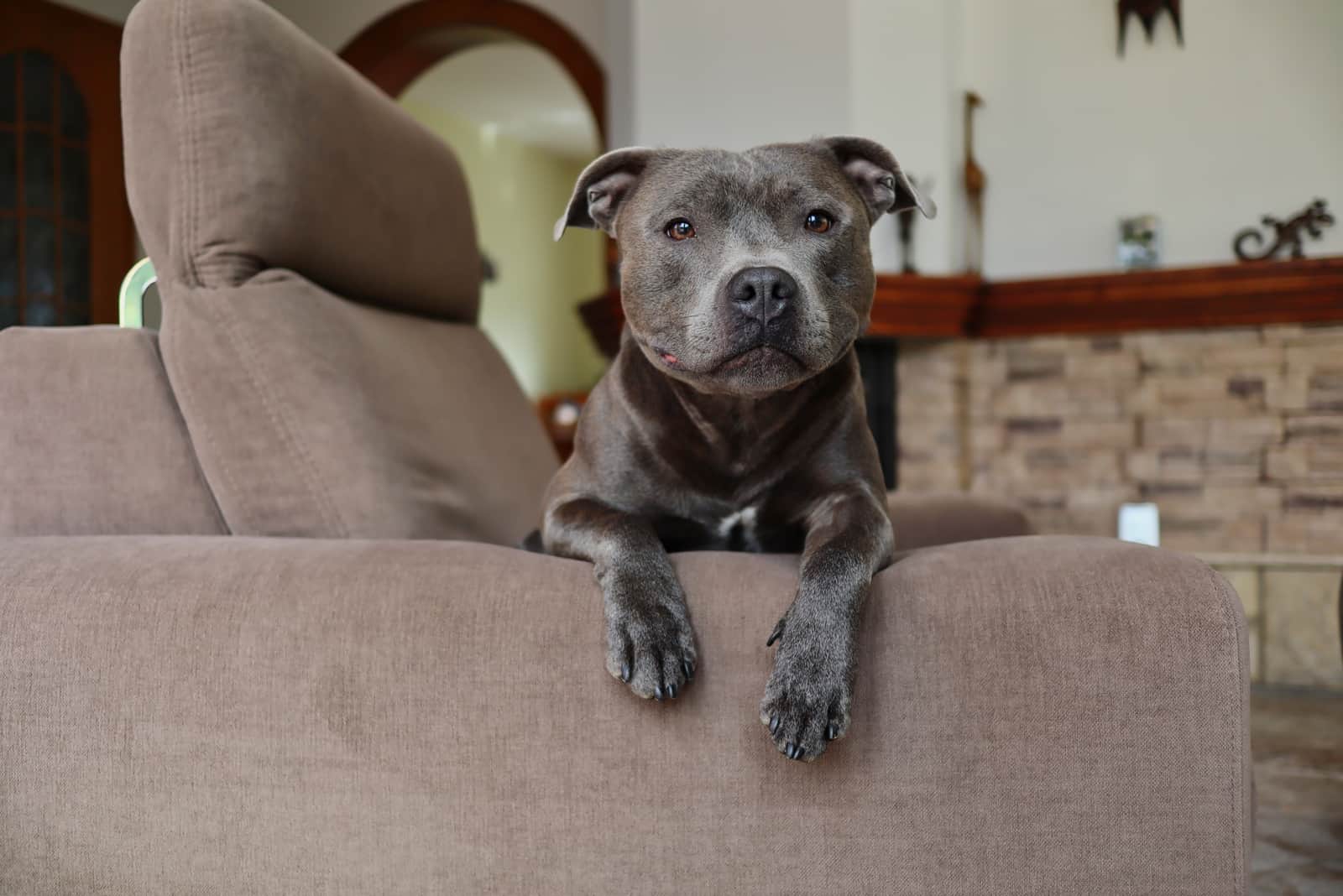 staffordshire bull terrier en un sofá