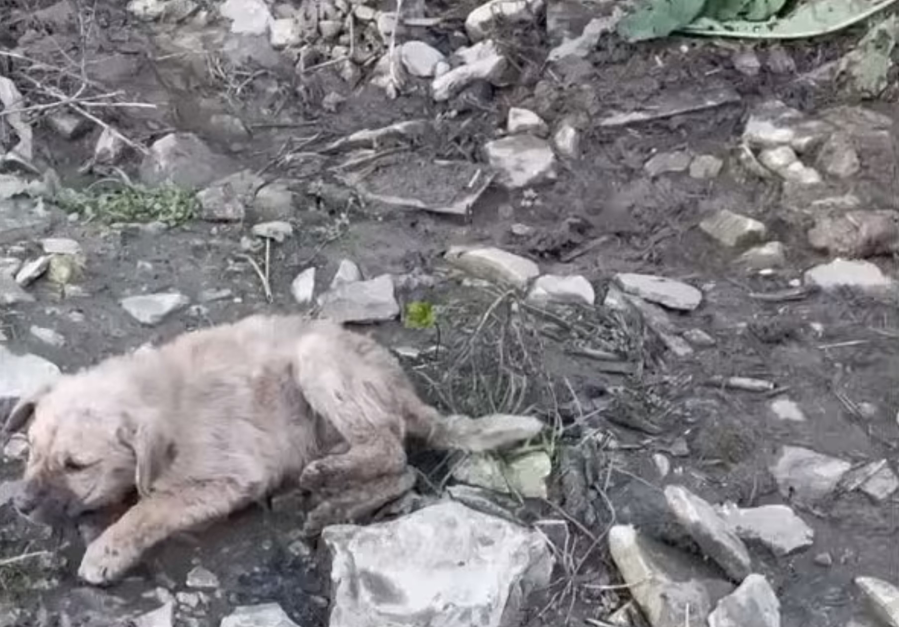 perro varado en una montaña