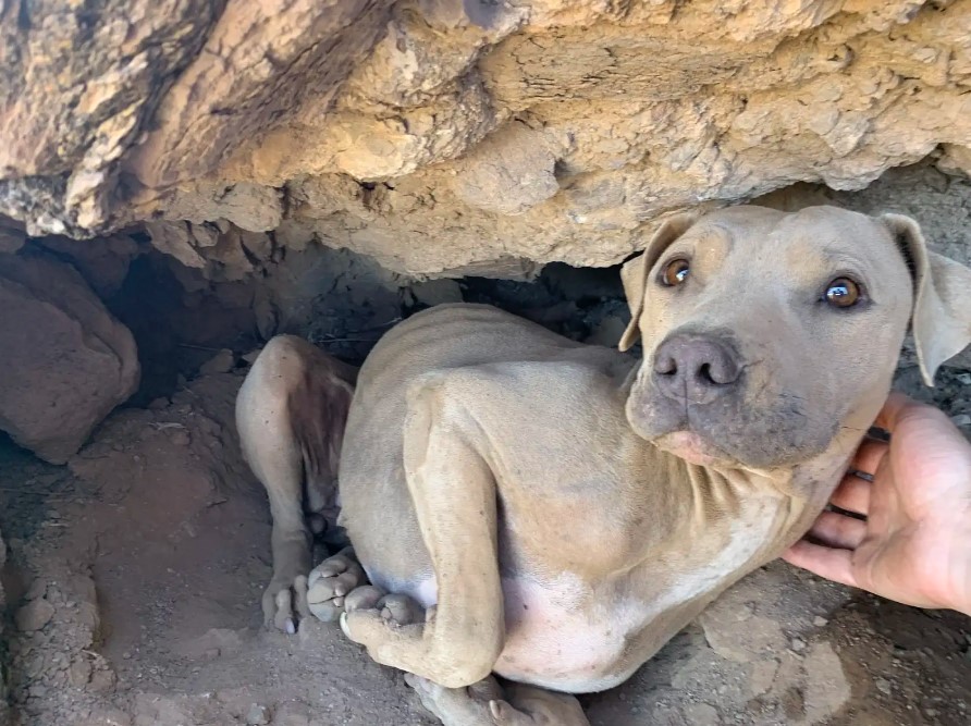 perro callejero en la montaña