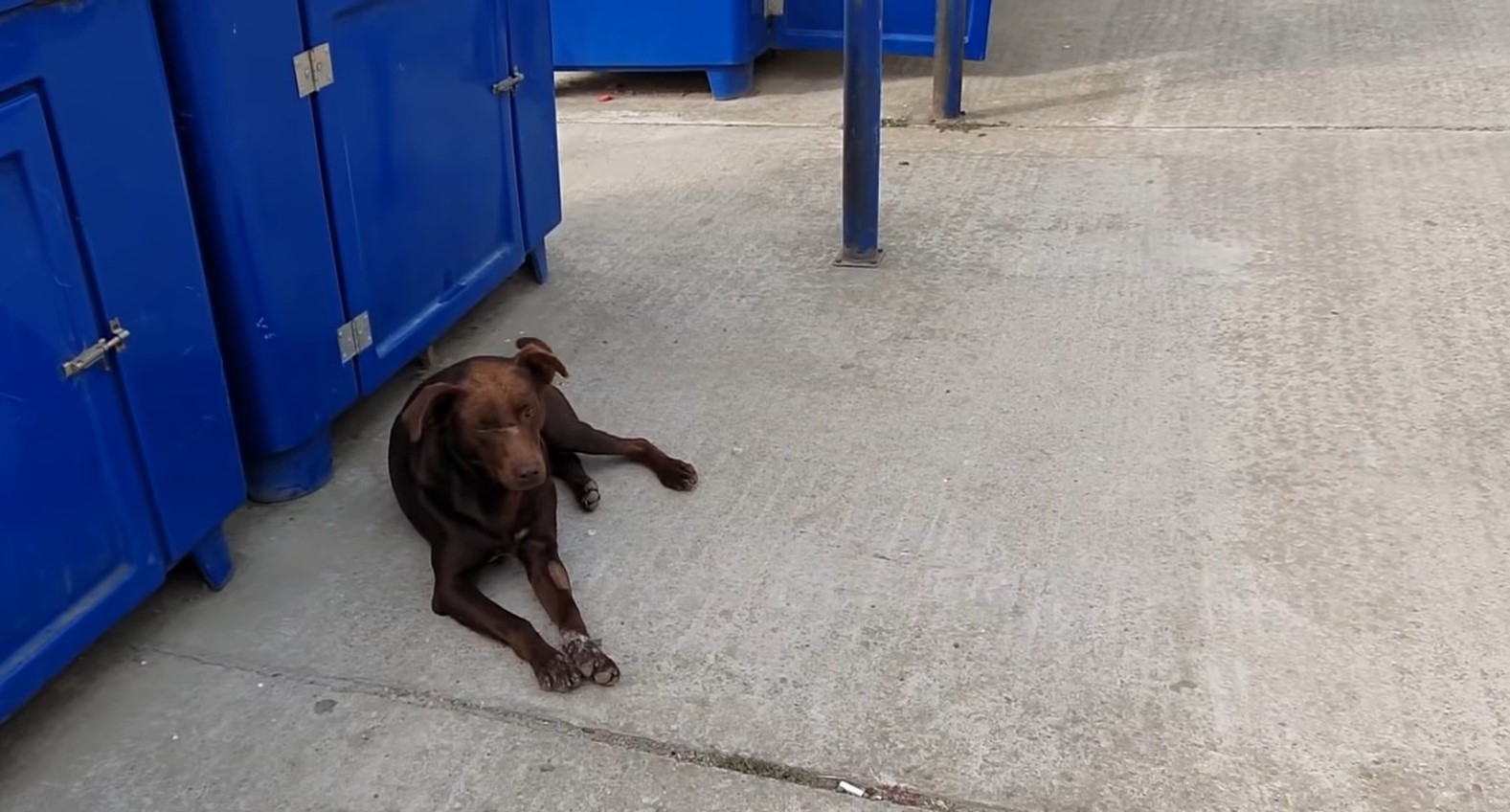 dulce perro tumbado en el concreto