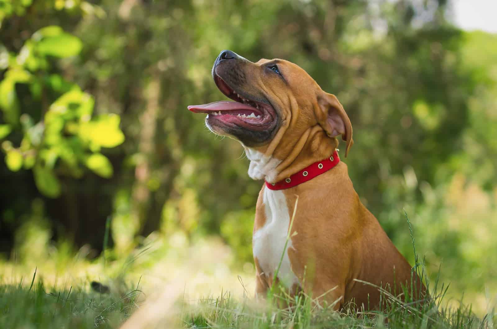 pitbull marrón en la naturaleza