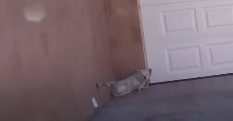 el perro yace detrás de la puerta