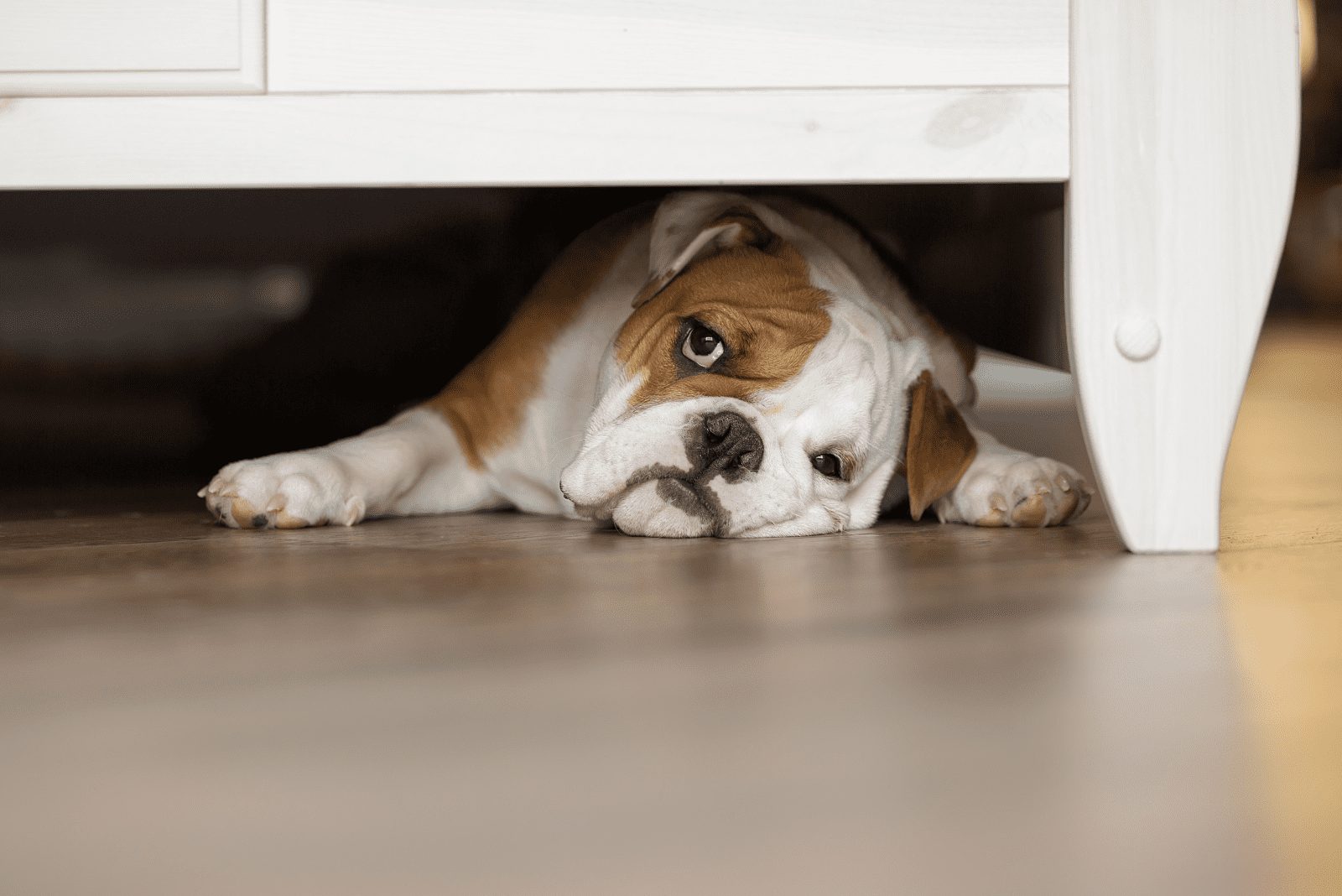 el perro yace sobre el laminado bajo la cama y duerme