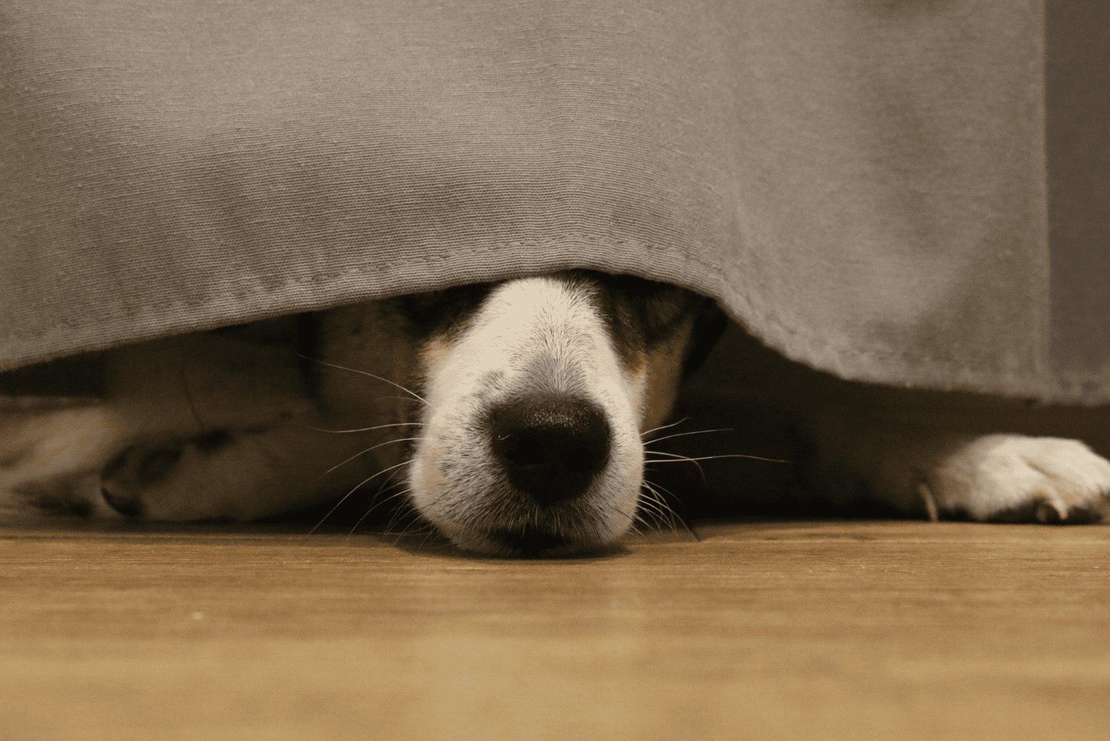 el perro se asoma desde debajo de la cama