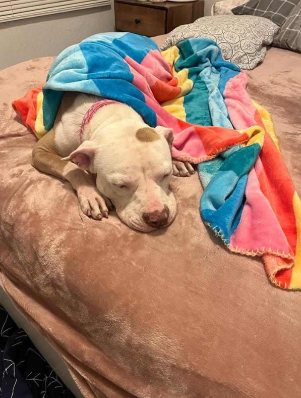 el perro duerme en la cama cubierto con una manta colorida