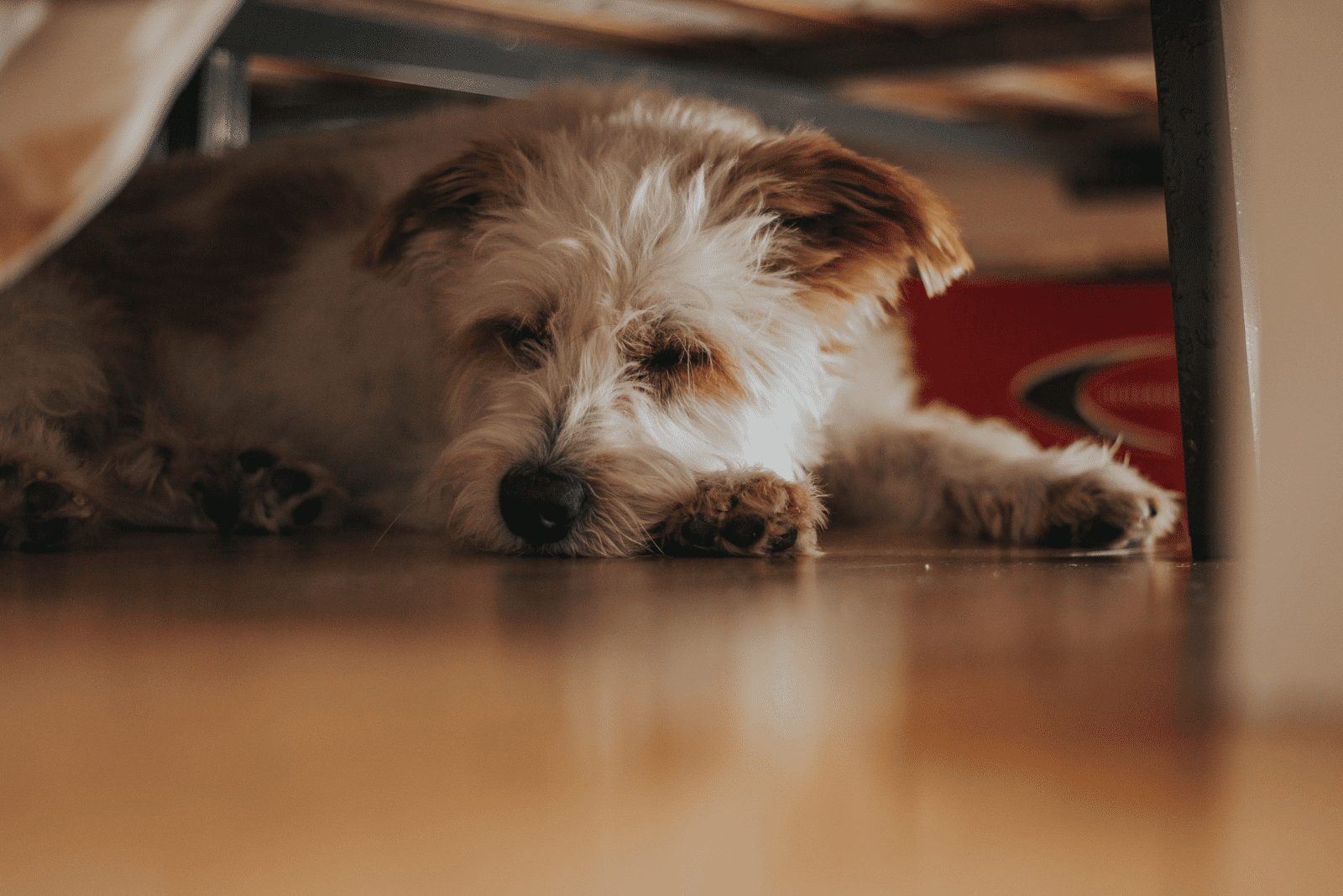 el perro duerme bajo la cama