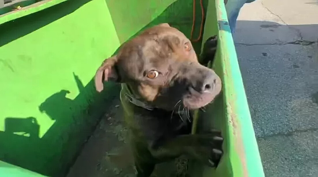 el perro se para con sus patas traseras en el contenedor