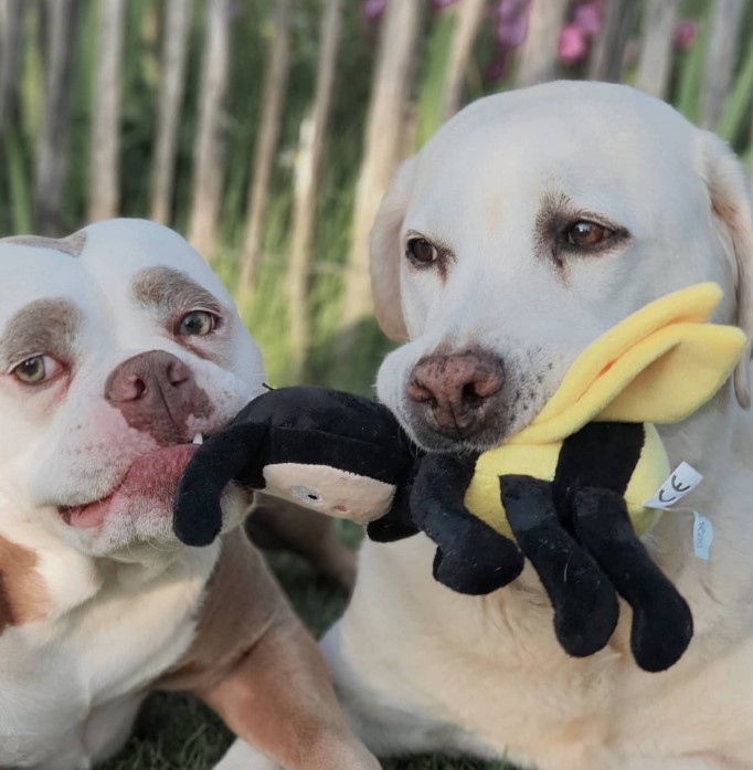 el correr del perro más triste y un labrador con un juguete de peluche en la boca