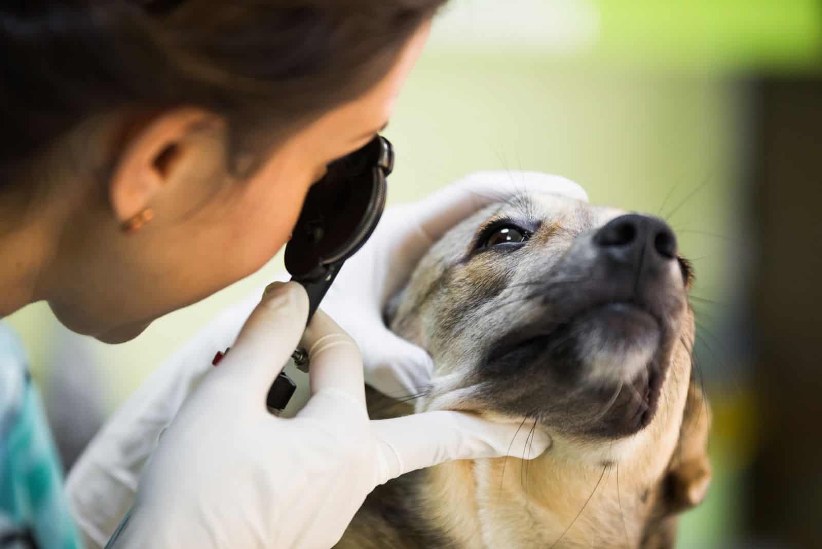 el veterinario utiliza una lupa para el perro