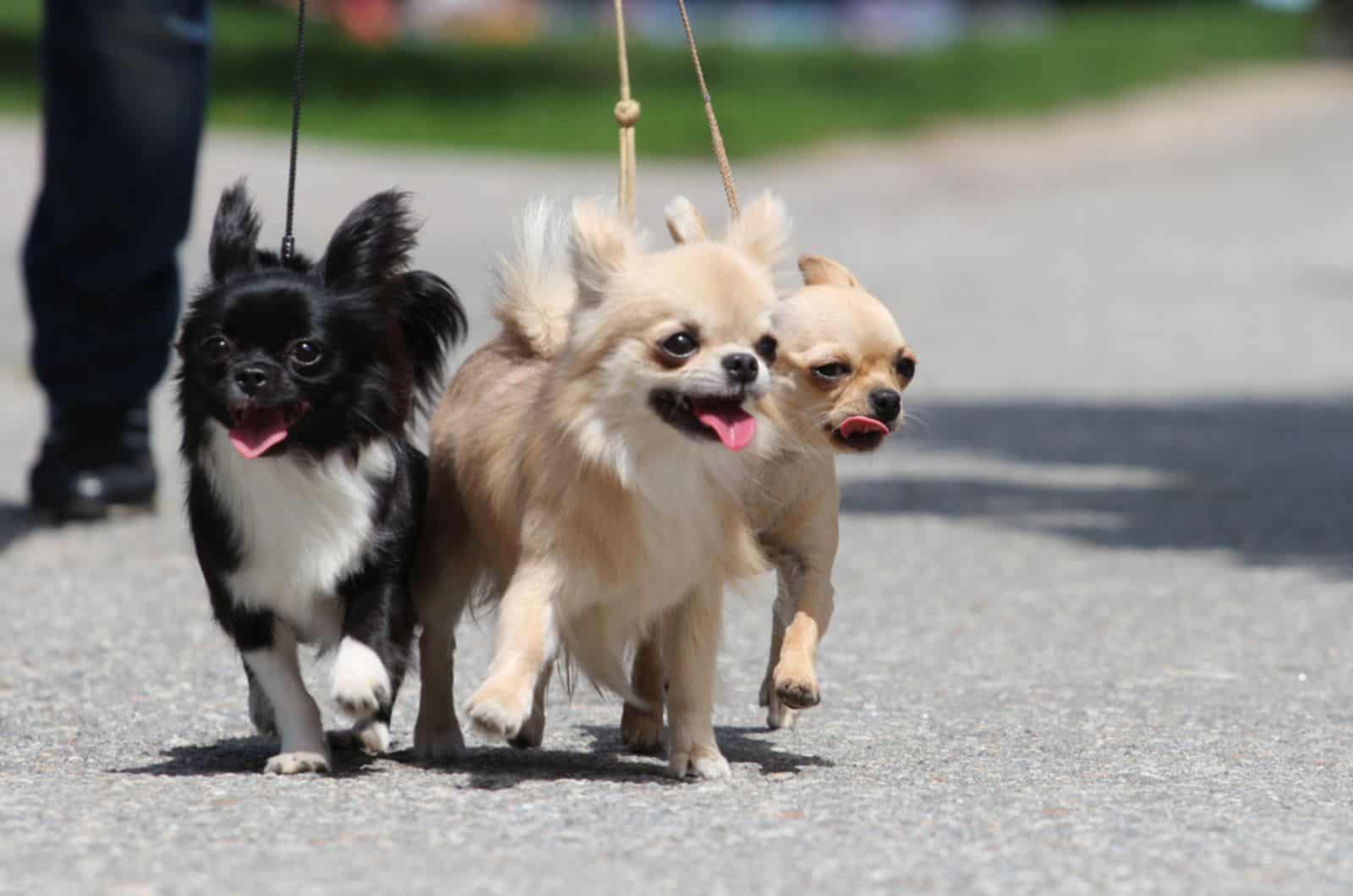 tres chihuahuas caminando por la carretera