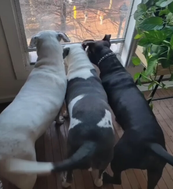 tres perros mirando por la ventana