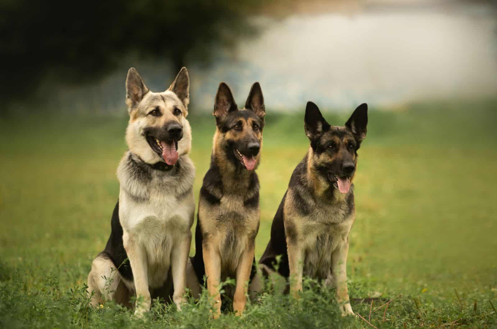 tres perros pastor alemán sentados en la hierba