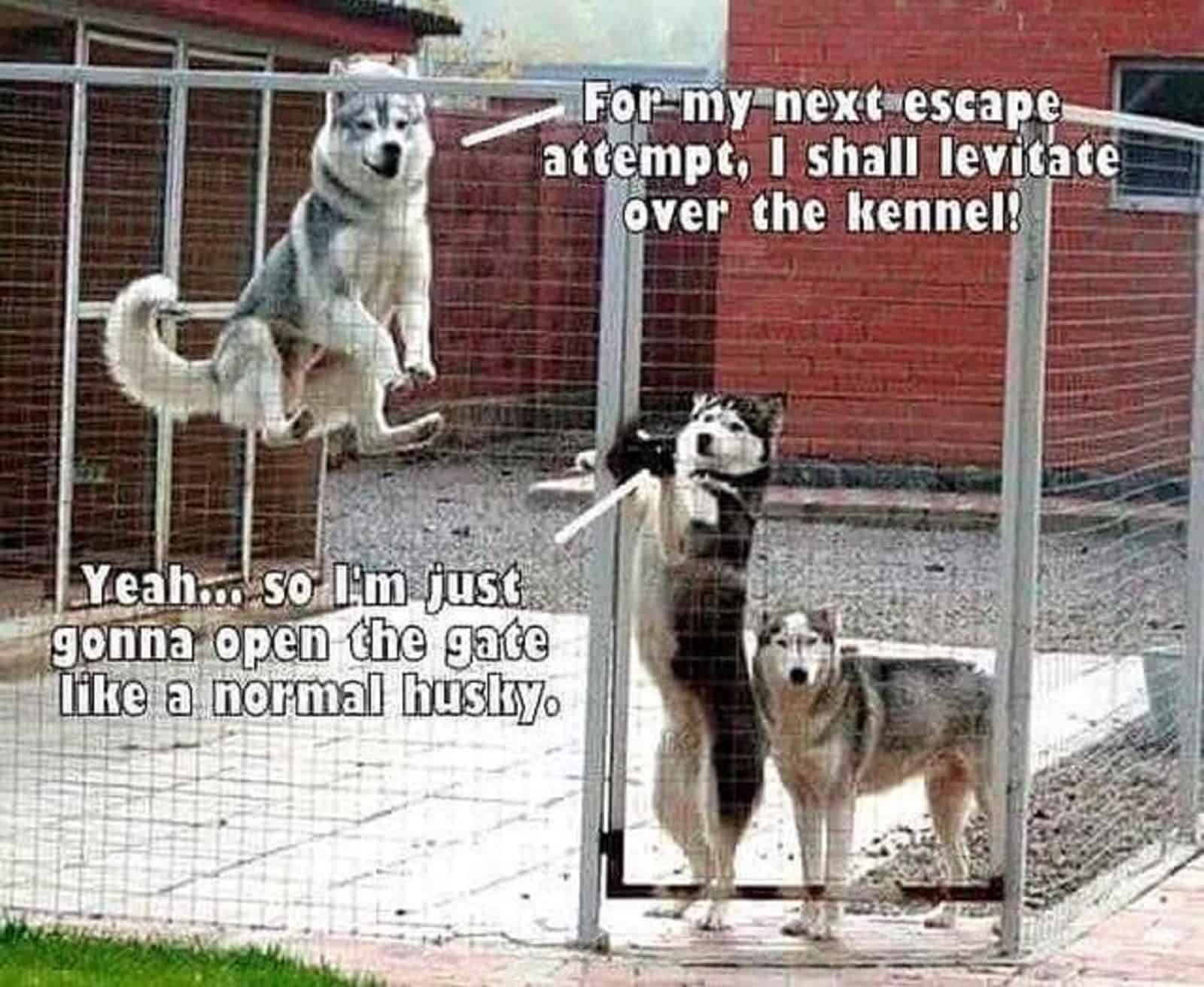 tres perros husky en una jaula