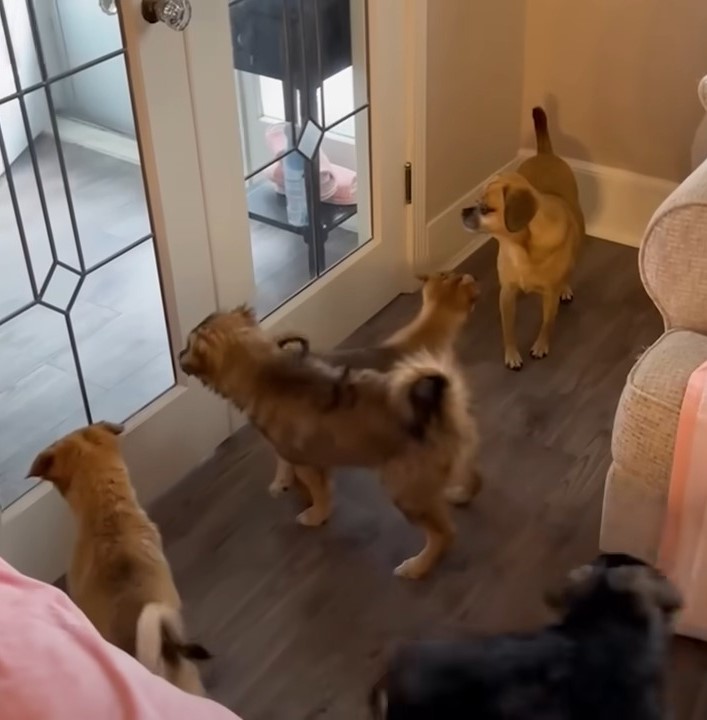 tres cachorros en la casa