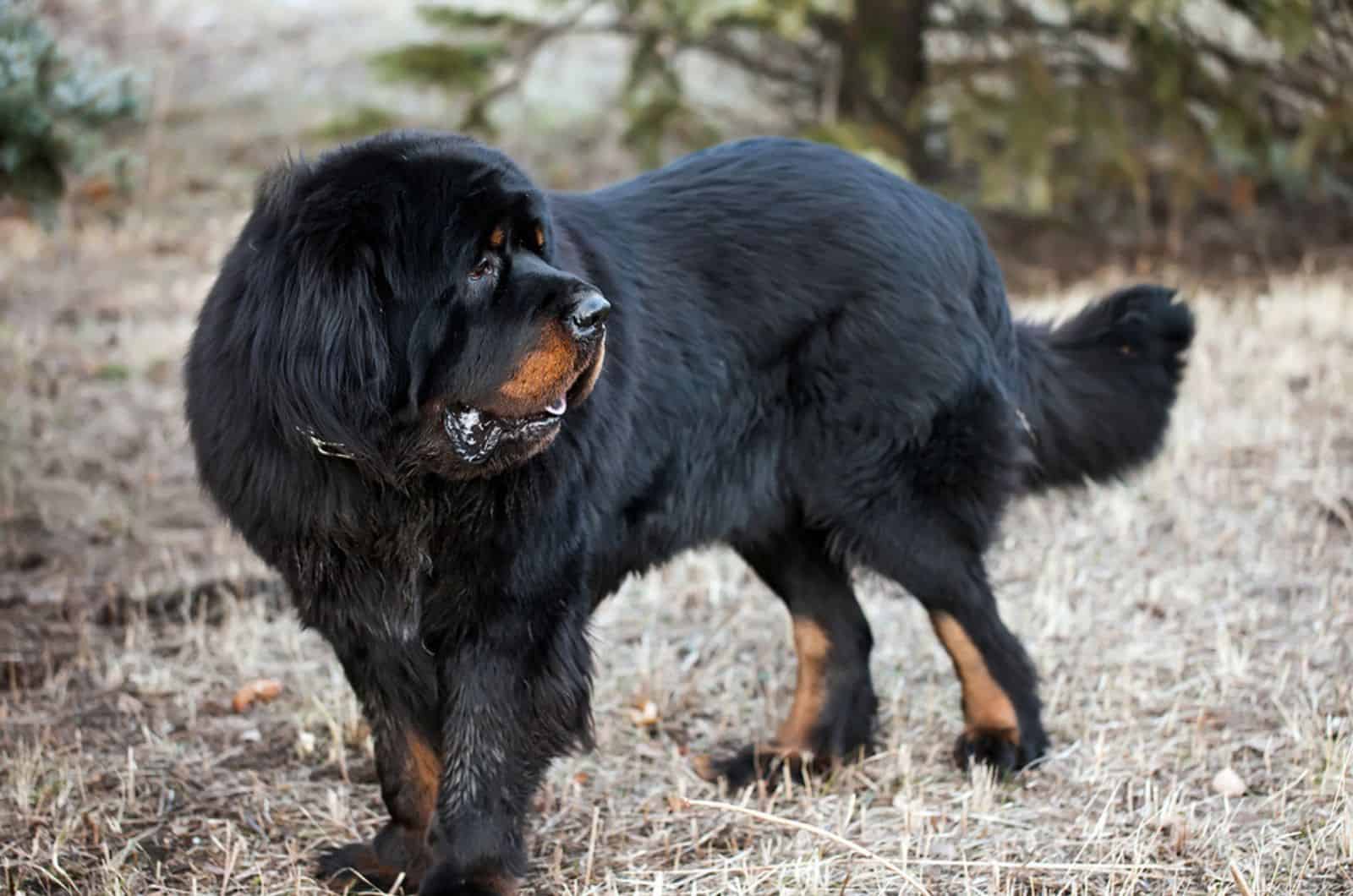 mastín tibetano en la naturaleza