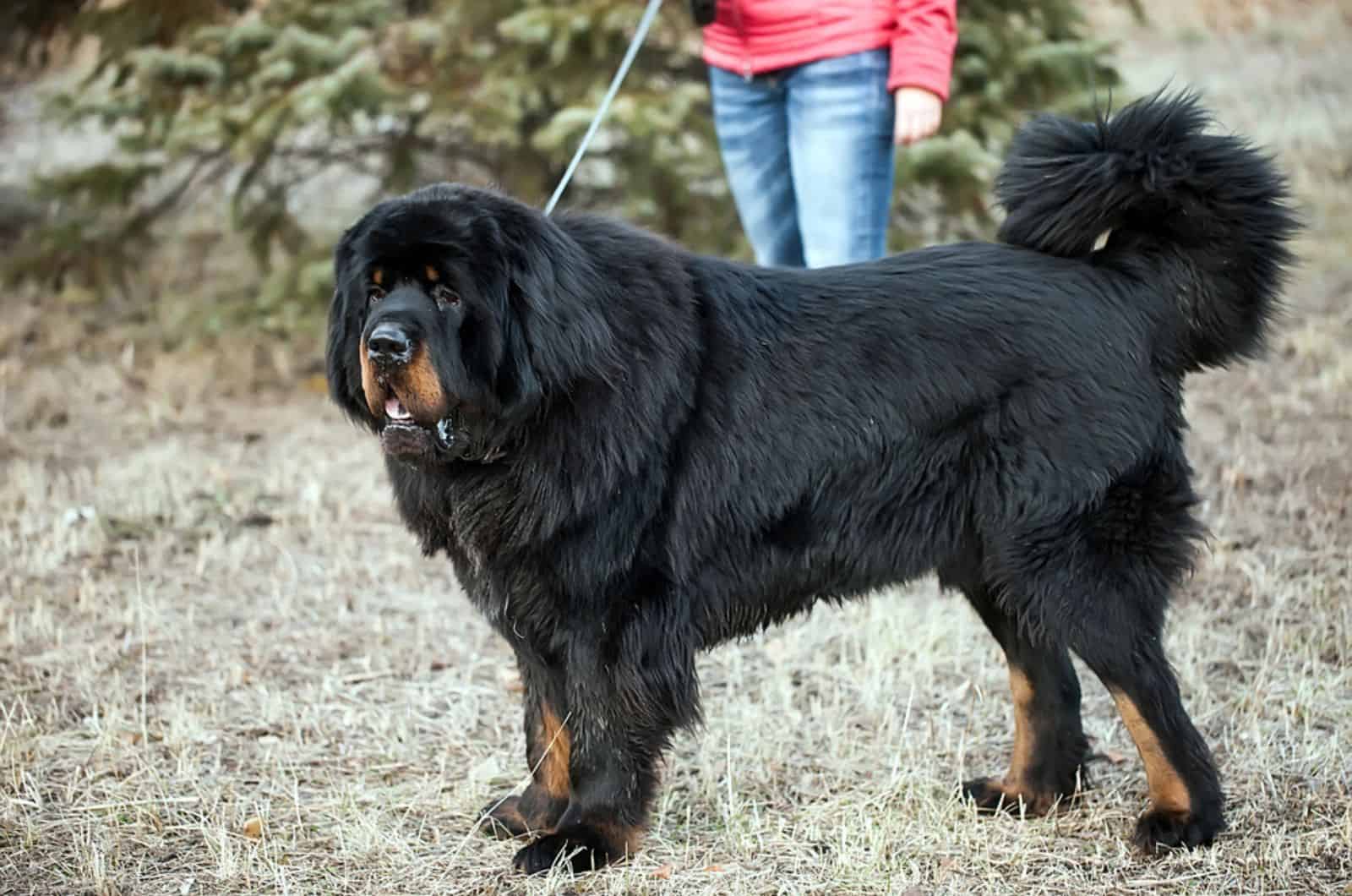 mastín tibetano en una correa con su dueño