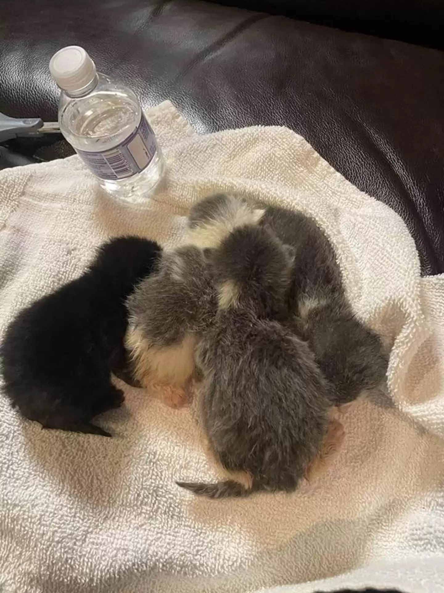 gatitos pequeños sobre una toalla
