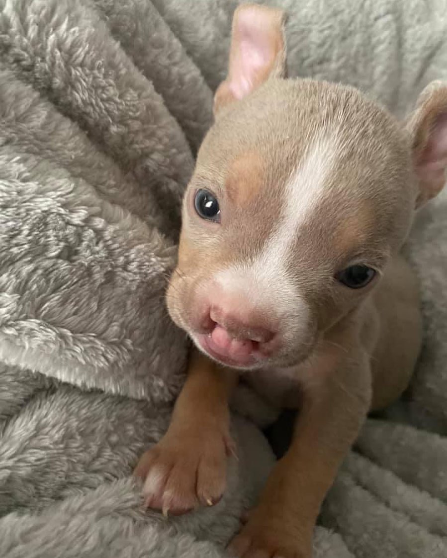cachorro pequeño