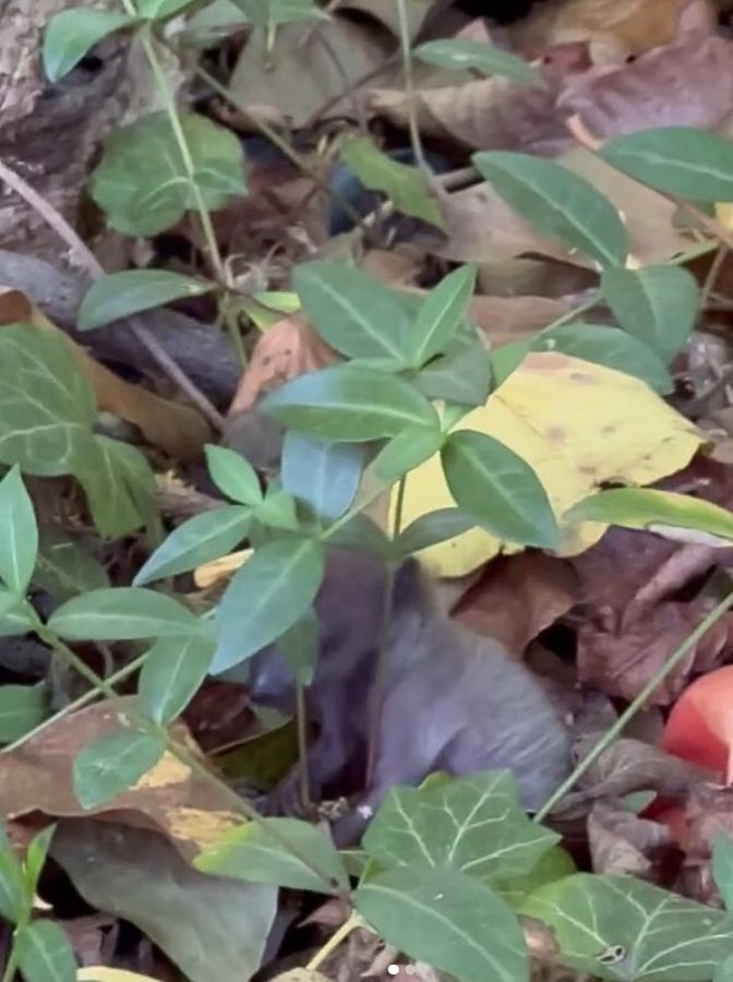 mapache diminuto en el bosque