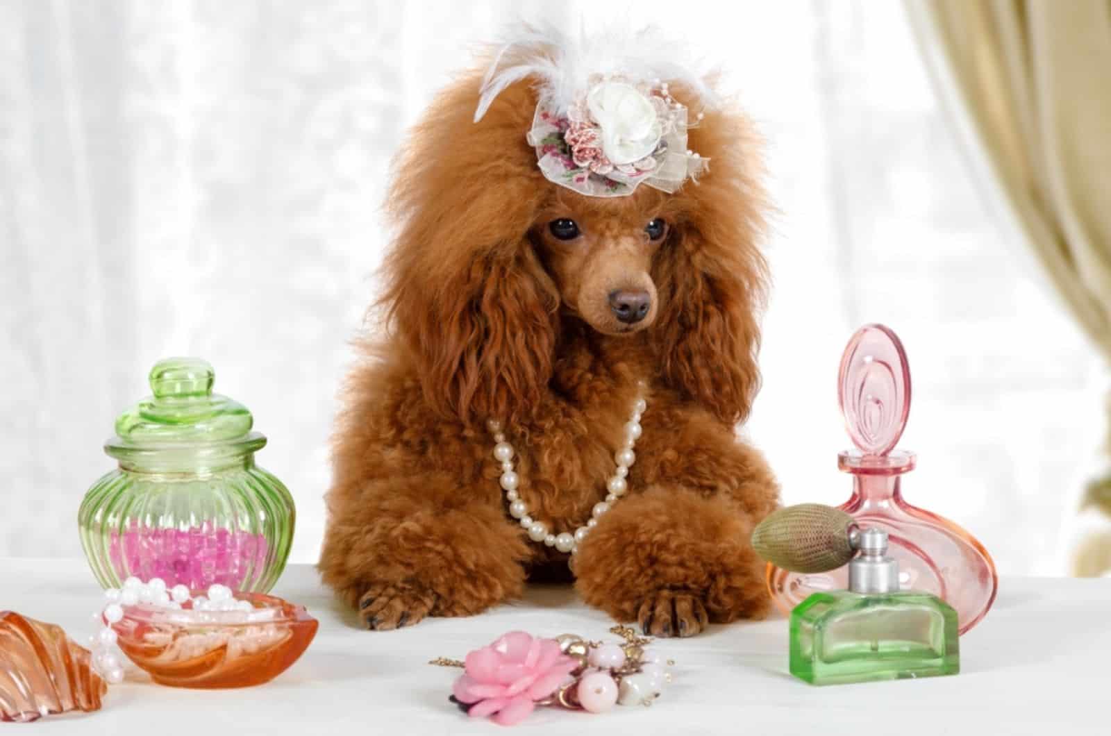 perro poodle con un gorro en la cabeza sentado en una mesa con perfumes