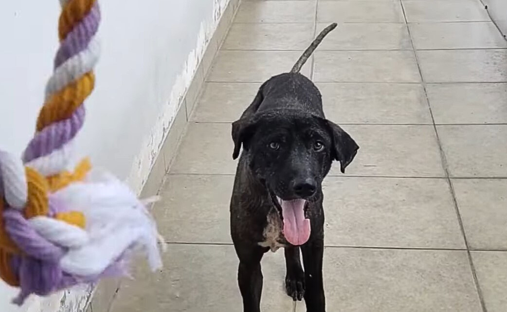 perro transformado caminando
