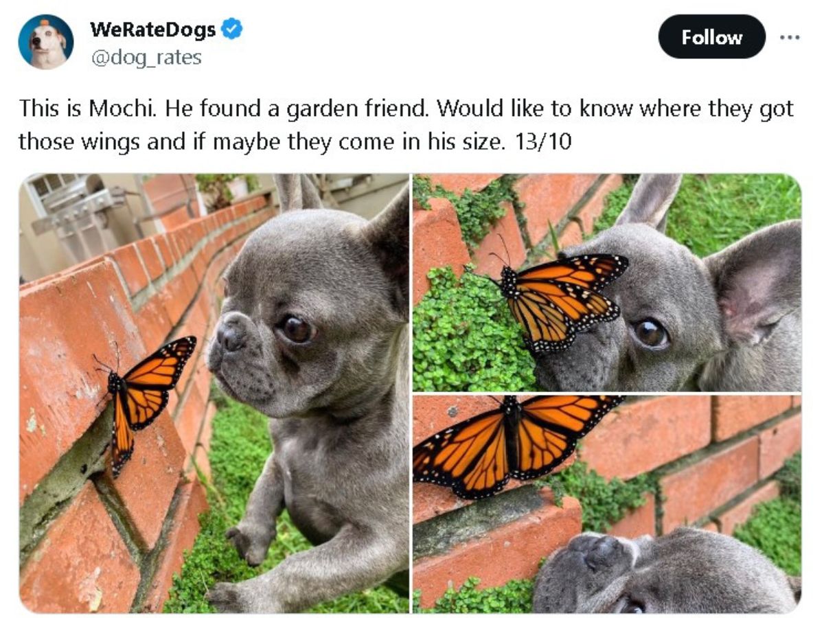 publicación en twitter del perro y la mariposa