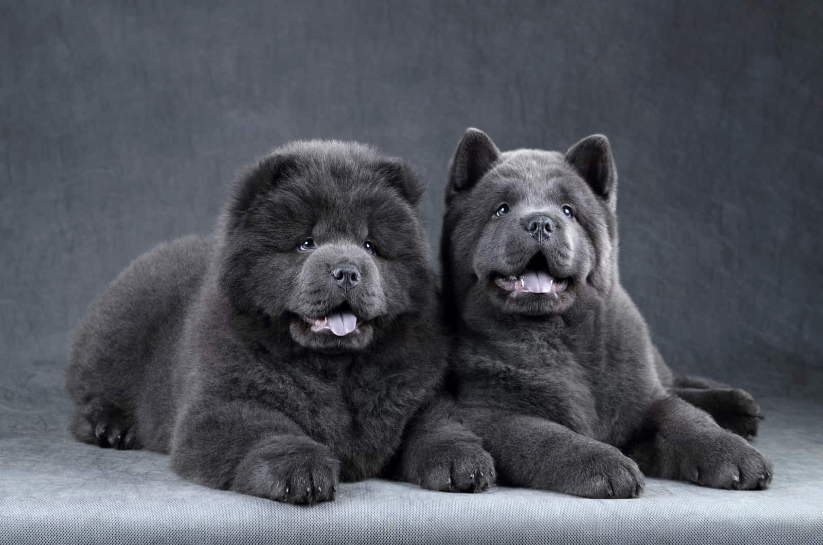 Dos perros de Blue Chow Chow