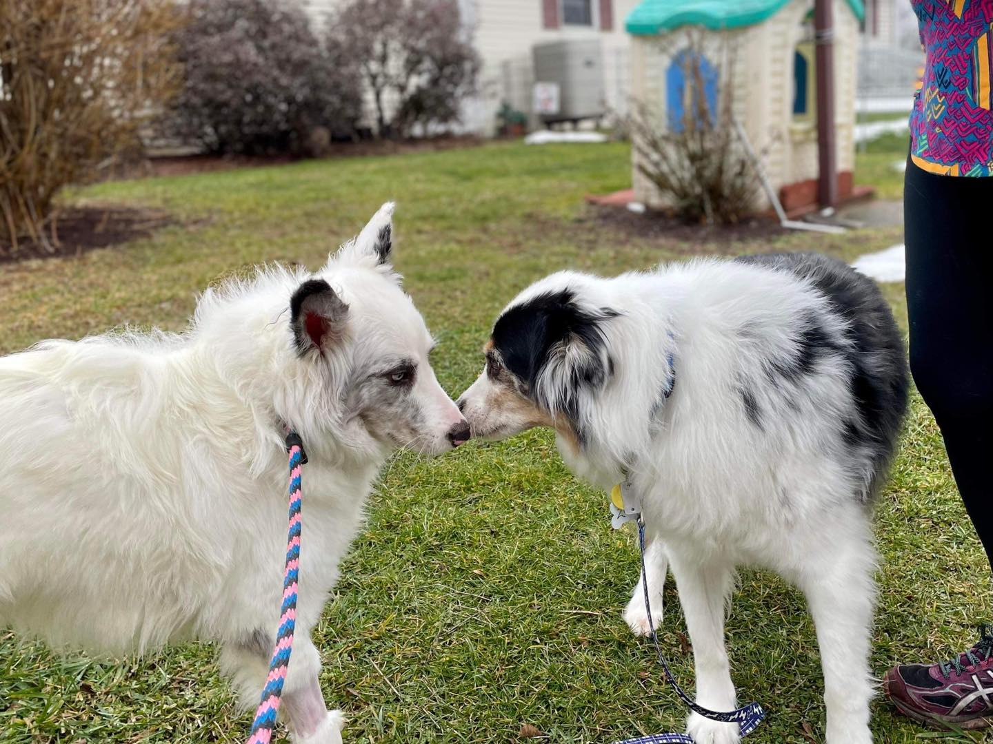 dos perros adultos