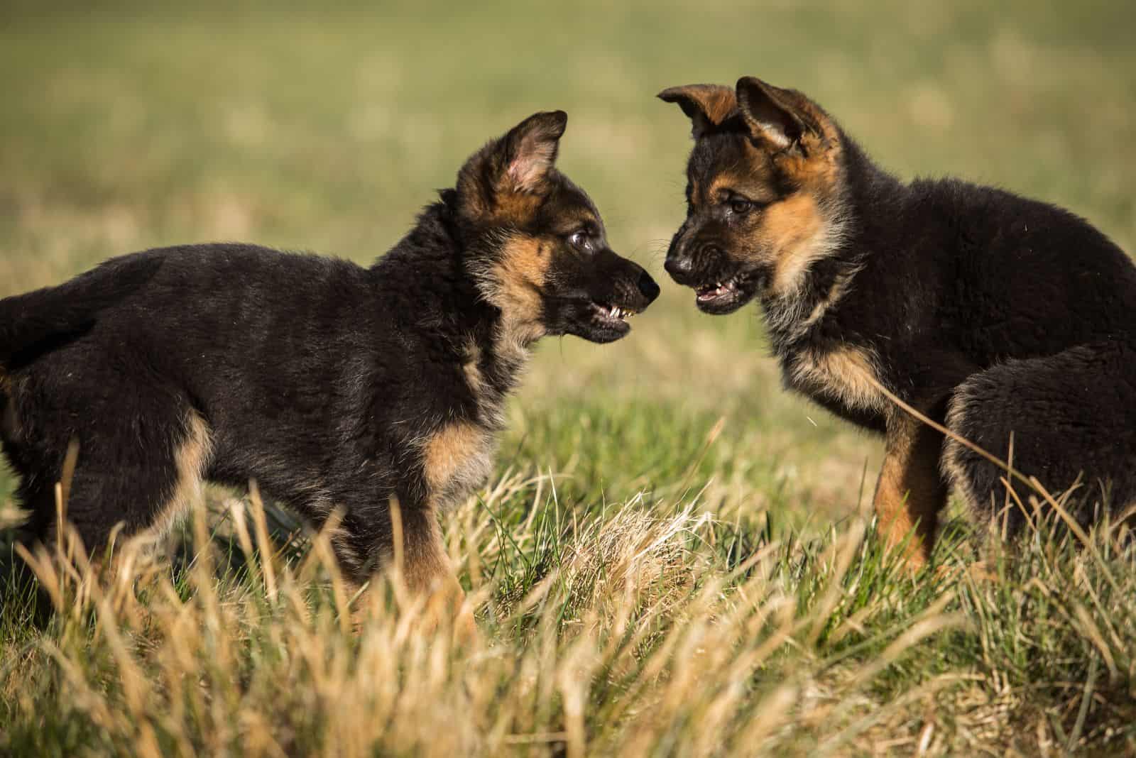 dos cachorros de pastor alemán agresivos listos para pelear