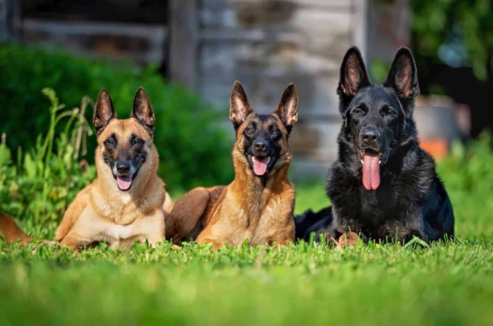 dos pastores belgas malinois y un pastor alemán sentados en la hierba