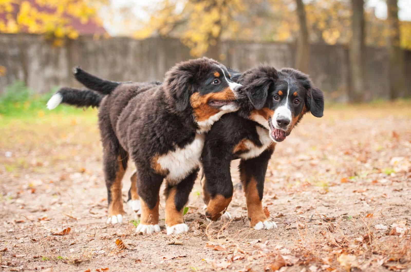 dos cachorros de montaña de bernés jugando en el parque