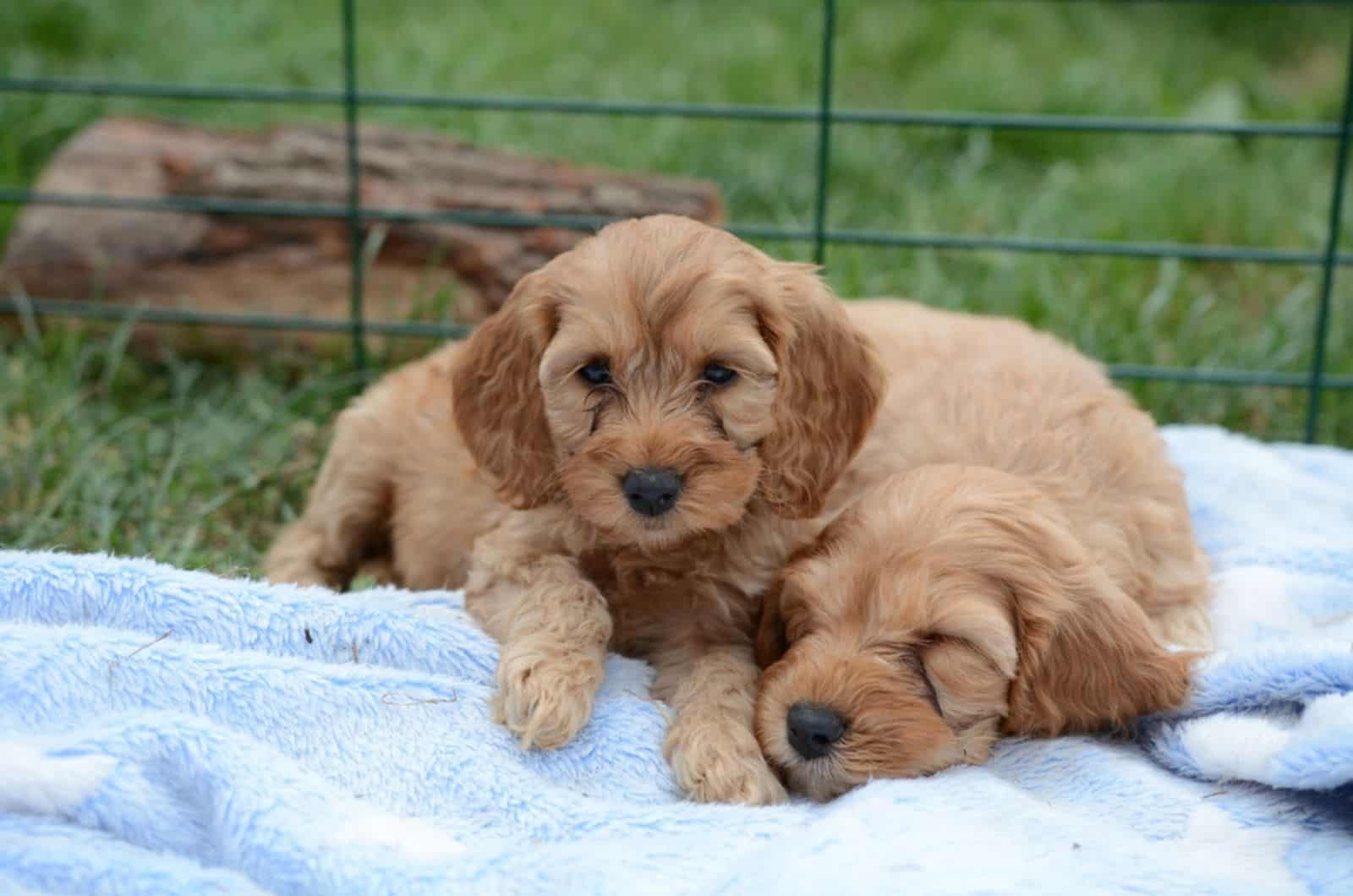 dos cachorros de cockapoo acostados en la manta