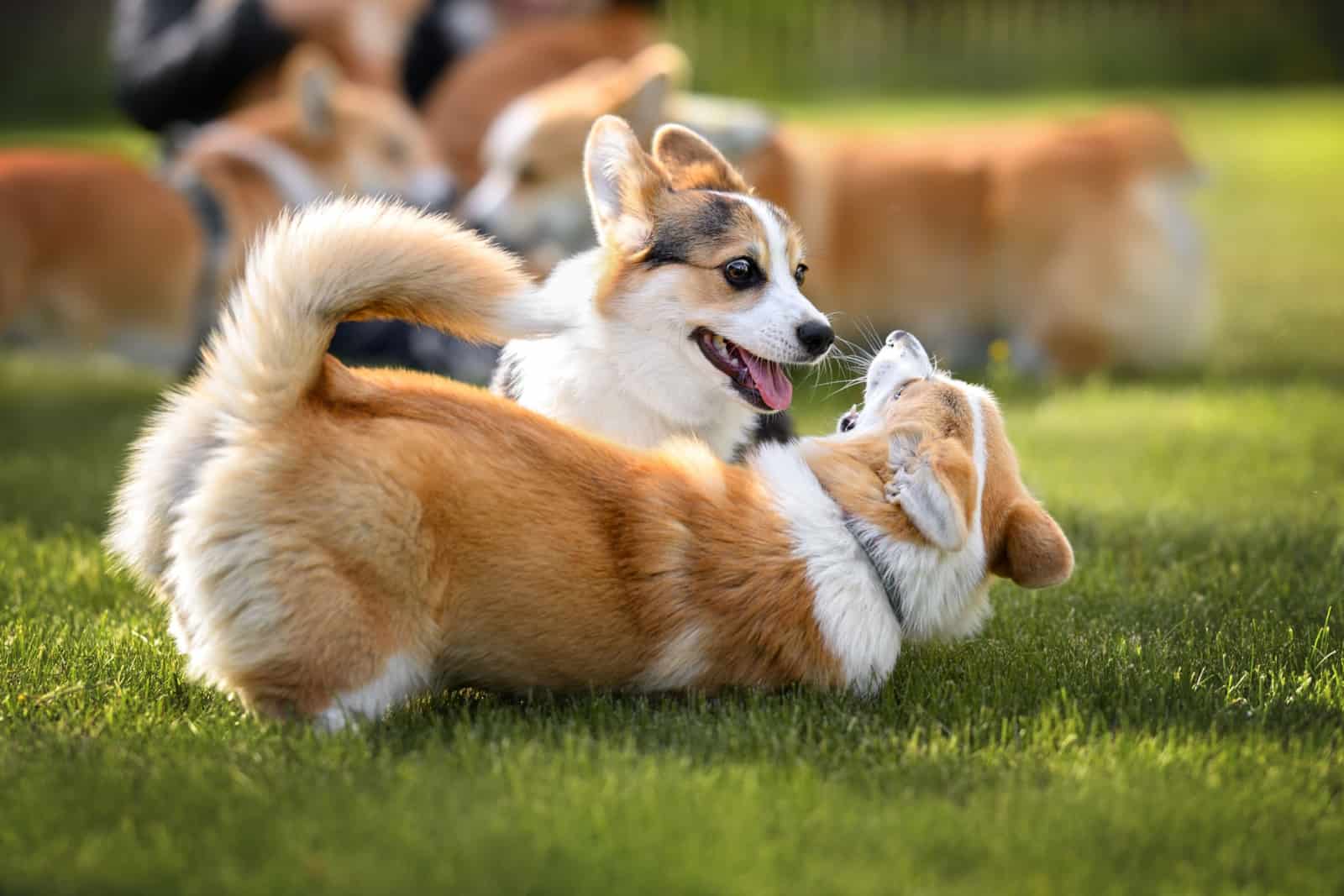 dos cachorros de corgi jugando y rodando en el césped juntos