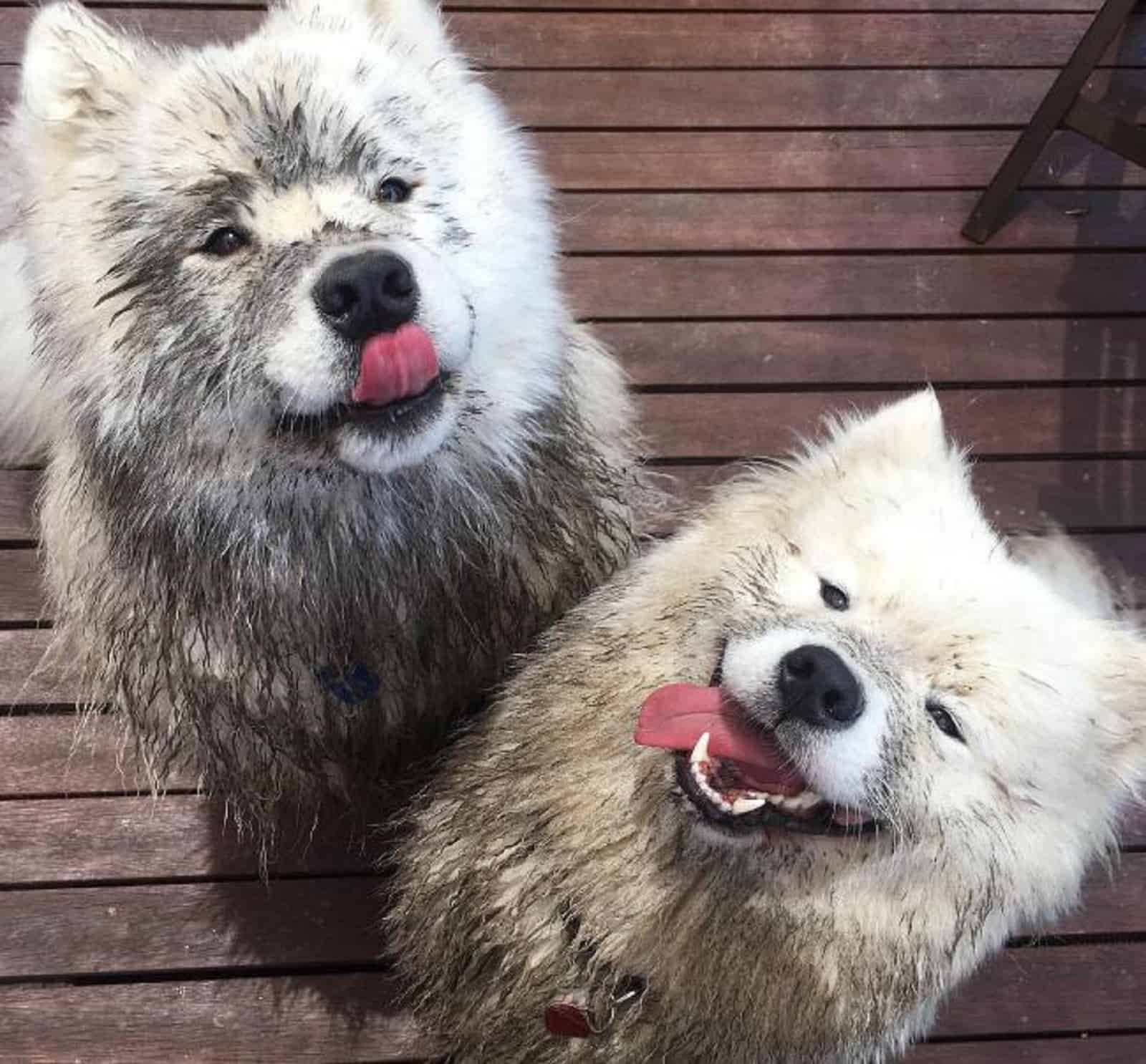dos perros samoyedos sucios mirando a la cámara