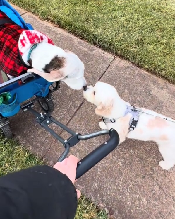dos perros amigos besándose