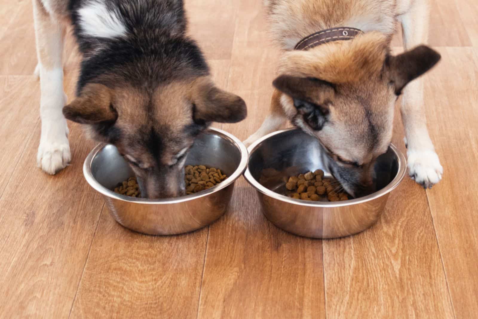 dos perros comiendo comida de un tazón en interiores