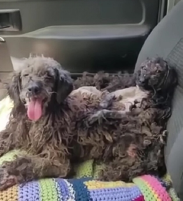 dos perros en el coche