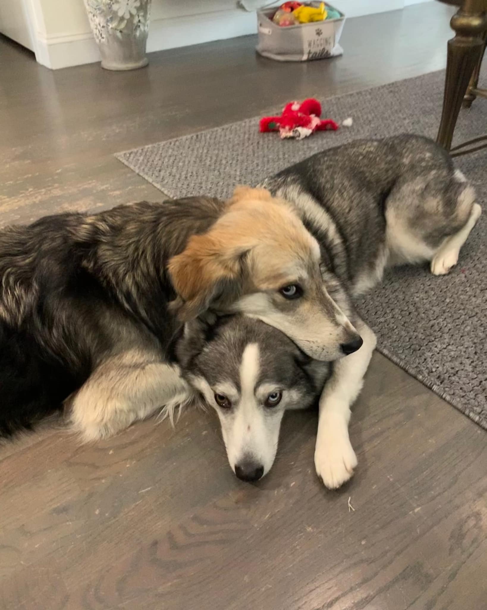 dos perros acostados uno sobre el otro