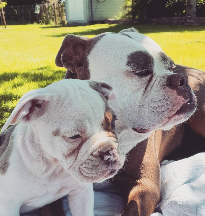 dos perros acostados en el jardín y mirando hacia otro lado